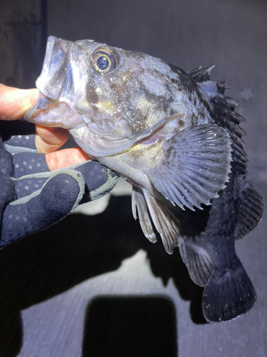 クロソイの釣果