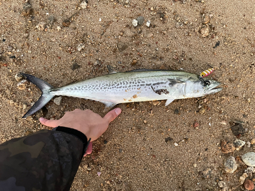 サゴシの釣果