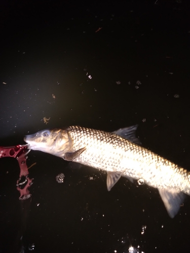 ニゴイの釣果