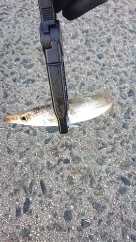 カマスの釣果