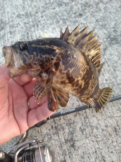 タケノコメバルの釣果