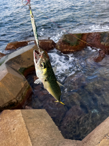 サバの釣果