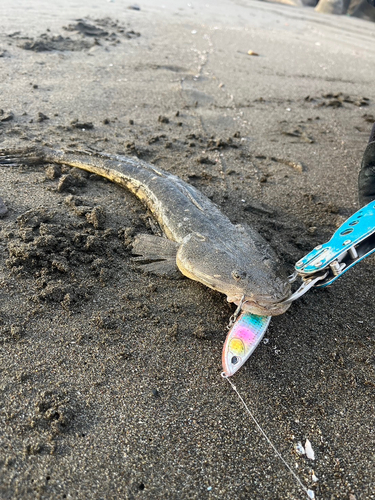 マゴチの釣果