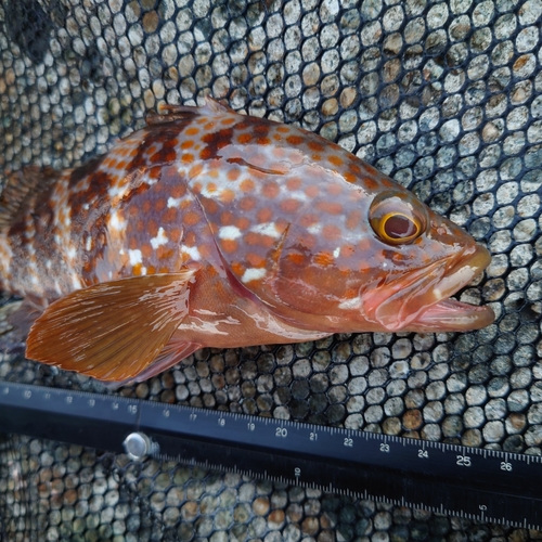 キジハタの釣果