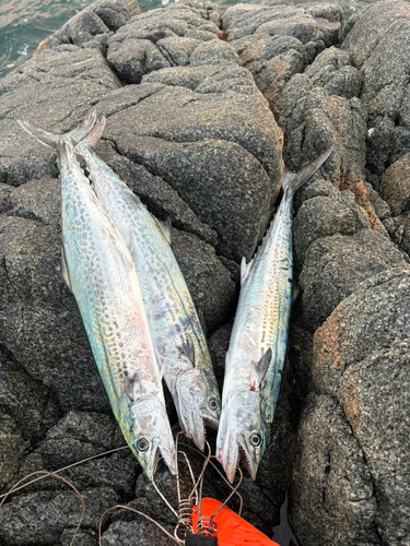 サゴシの釣果