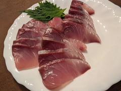 ハマチの釣果