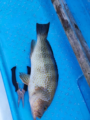 オオモンハタの釣果