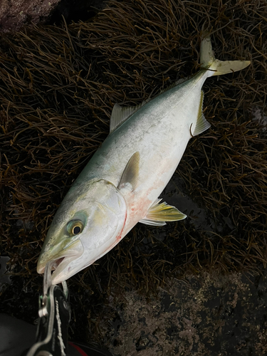 ブリの釣果