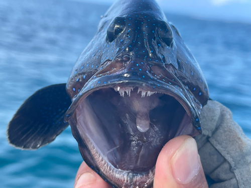 アオノメハタの釣果