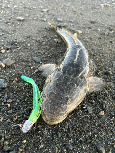 マゴチの釣果