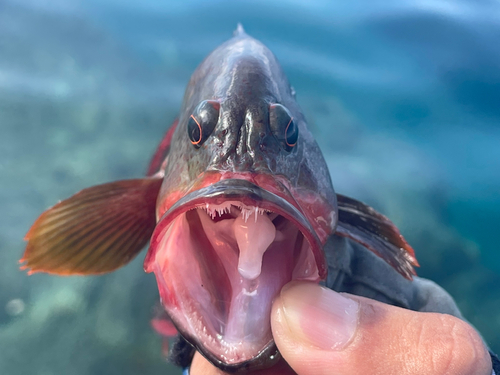 ニジハタの釣果