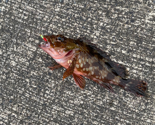 カサゴの釣果