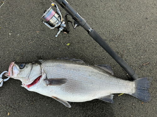 ヒラスズキの釣果