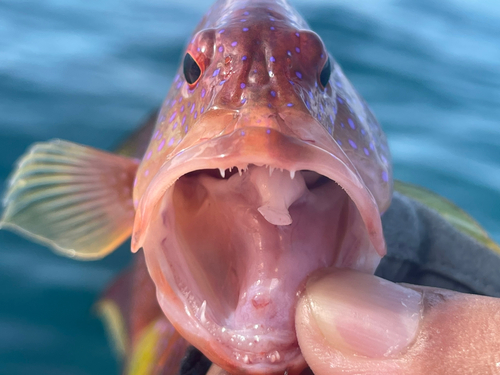 バラハタの釣果