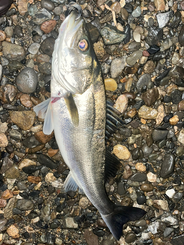 スズキの釣果