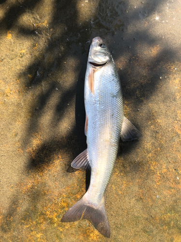 マルタウグイの釣果