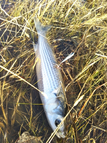 ボラの釣果