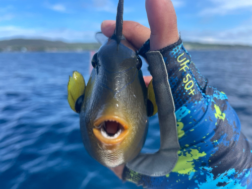 モンガラカワハギの釣果