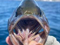 イシフエダイの釣果