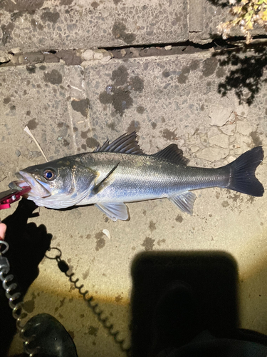 スズキの釣果