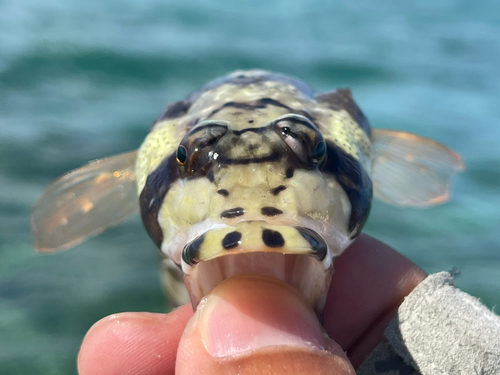 釣果