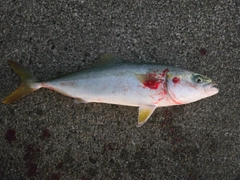 ハマチの釣果