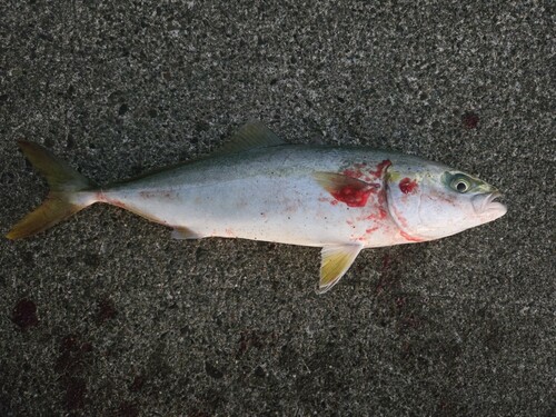 ハマチの釣果