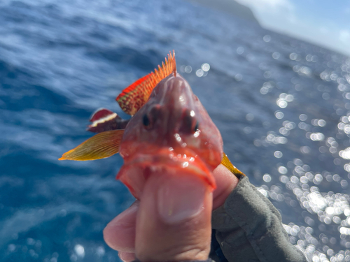 ニジハタの釣果