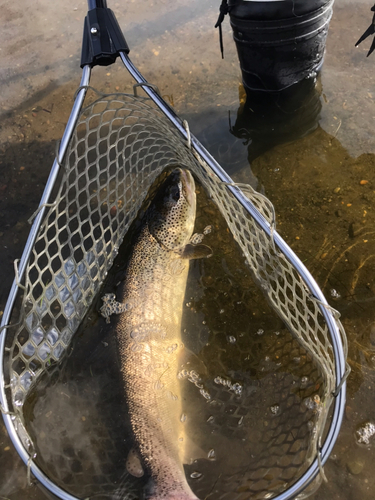 イトウの釣果