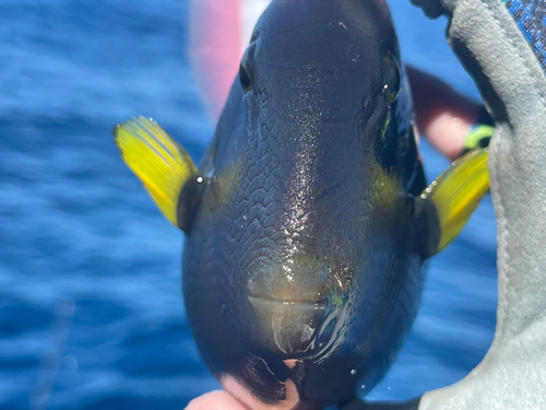 モンガラカワハギの釣果