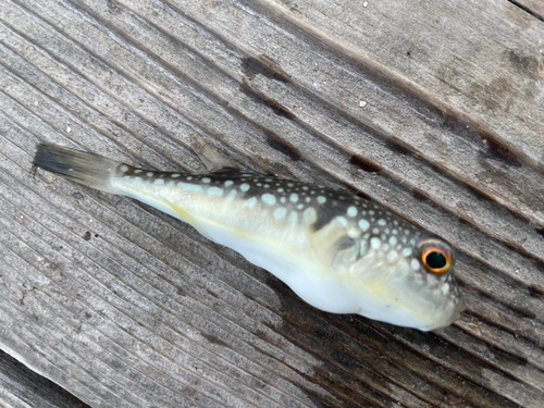 クサフグの釣果