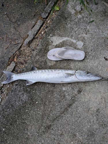 オニカマスの釣果