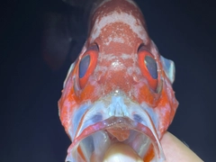 ゴマヒレキントキの釣果