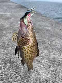 オオモンハタの釣果