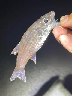 リュウキュウヤライイシモチの釣果