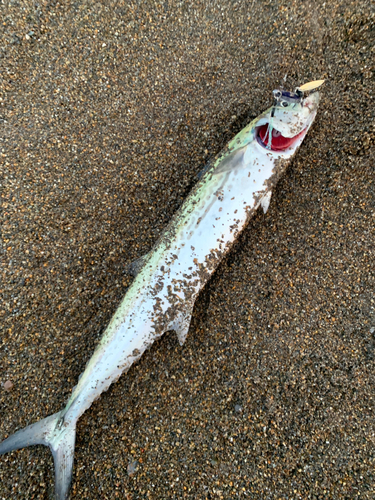 サゴシの釣果