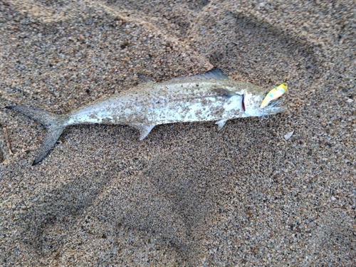 サゴシの釣果