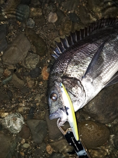 クロダイの釣果