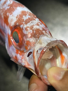 ゴマヒレキントキの釣果