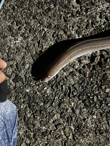 アナゴの釣果