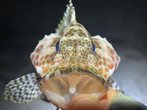 カンモンハタの釣果