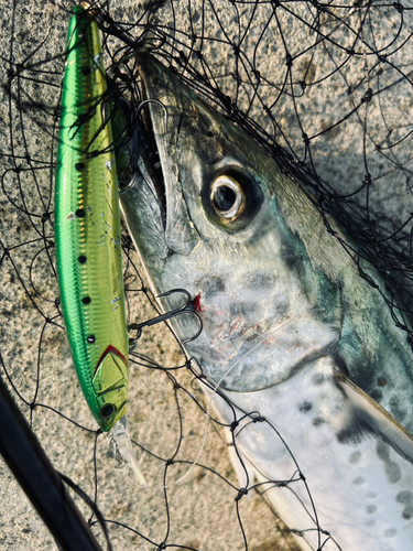 サワラの釣果