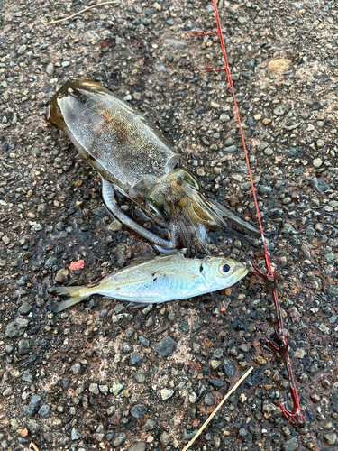 アオリイカの釣果