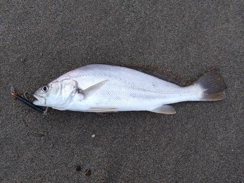 ニベの釣果