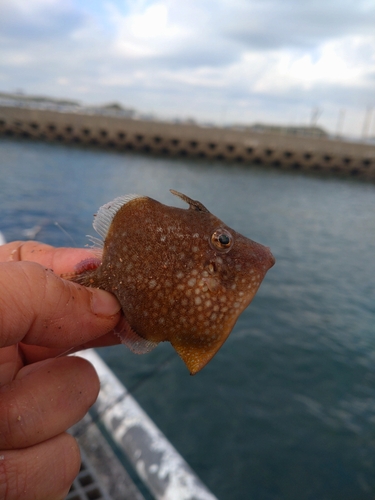 アミメハギの釣果