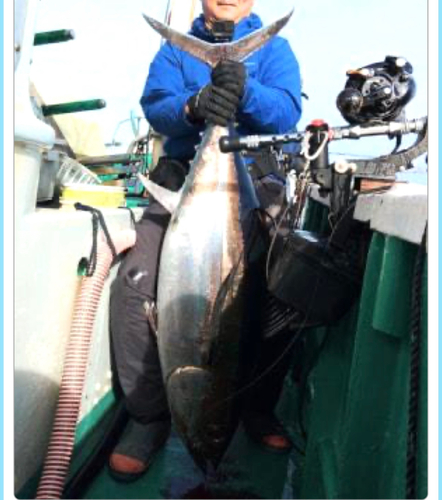 ビンチョウマグロの釣果