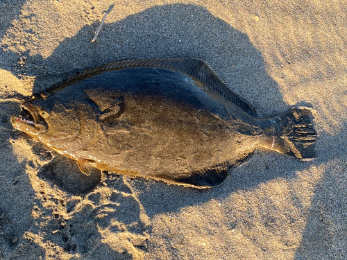 ヒラメの釣果