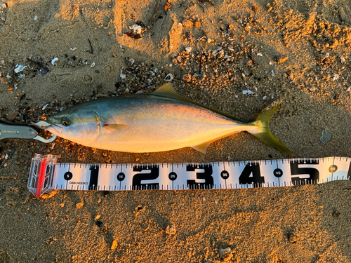 ハマチの釣果