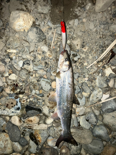 ウグイの釣果