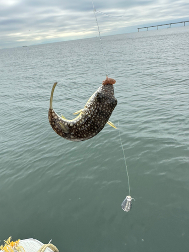 ショウサイフグの釣果